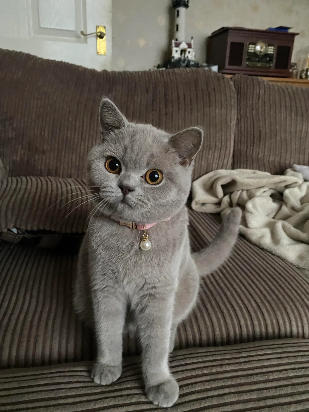 Cute Cat
